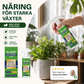 🌱 50 % RABATT NU! – Ge dina växter ny kraft med flytande gödning för frodiga och gröna växter