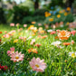 🌺 Färgstark fröblandning för vildblommor för alla årstider