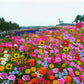 🌺 Färgstark fröblandning för vildblommor för alla årstider
