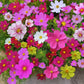 🌺 Färgstark fröblandning för vildblommor för alla årstider