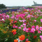 🌺 Färgstark fröblandning för vildblommor för alla årstider