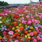 🌺 Färgstark fröblandning för vildblommor för alla årstider