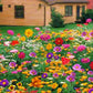 🌺 Färgstark fröblandning för vildblommor för alla årstider