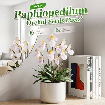 Confezione da 100 semi di orchidea Paphiopedilum