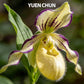 Confezione da 100 semi di orchidea Paphiopedilum