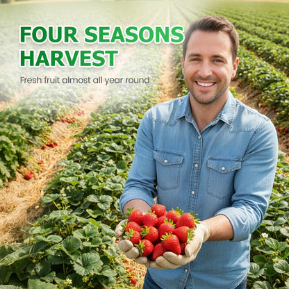 Lättodlade jordgubbsfrön 🌱🍓