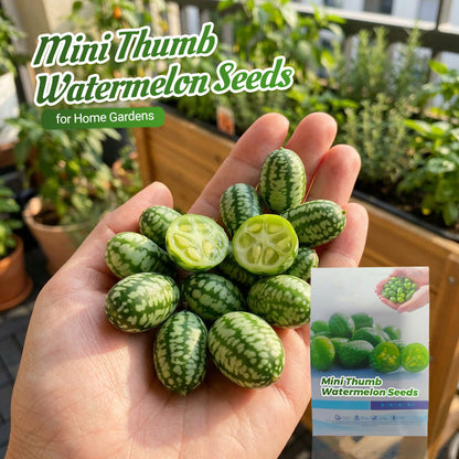 Mini-tumvattenmelonfrön