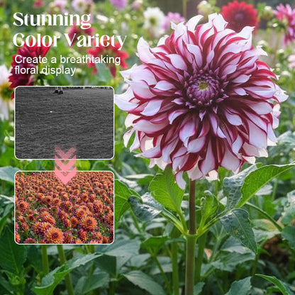Allsäsongsfrön för blandade dahliablommor