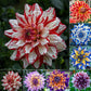 Allsäsongsfrön för blandade dahliablommor