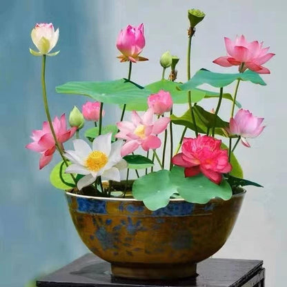 🏆Mixed Colour Bonsai Bowl Lotus Seeds🌿💐