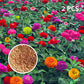 100 blandade färgade zinniafrön