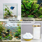🐟 50% RABATT NU! 💧 Borttagare av Grönt Vatten & Mossa – Snabbverkande Algtabletter – Säkert för Fiskar & Klarhet 🌿